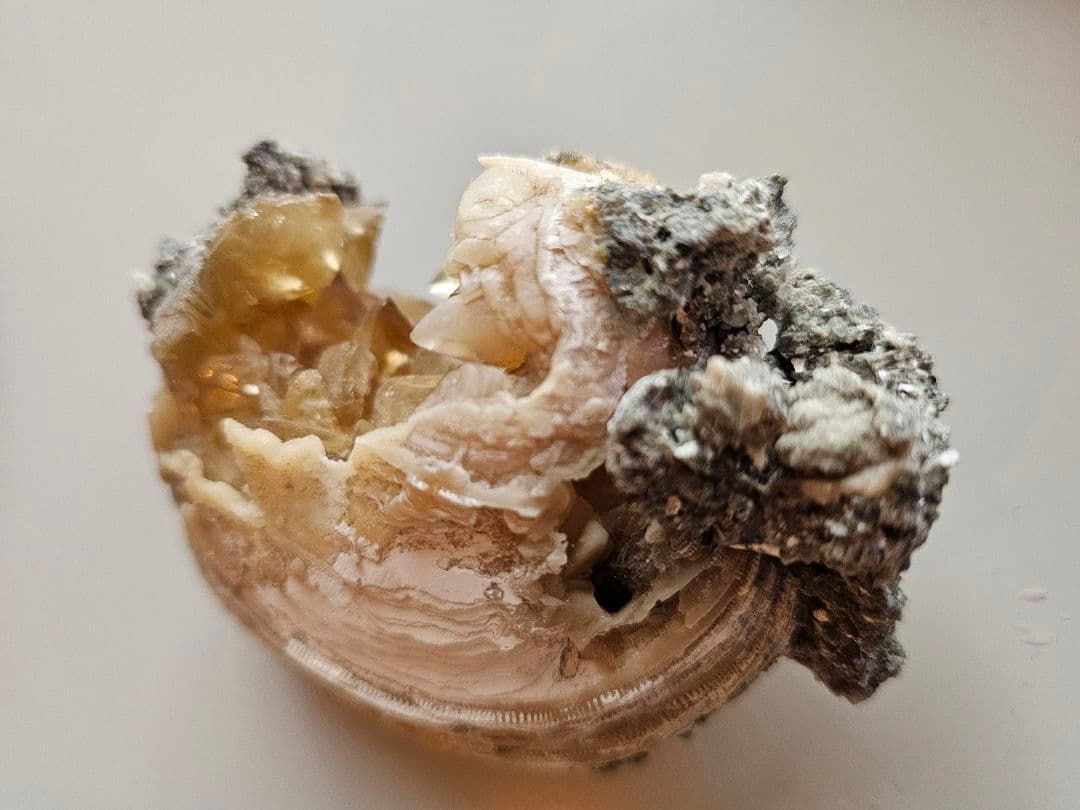 天然石 結晶 貝 化石 クラスター原石 置物 ミネラルマルシェ 巨大 鉱物 標本