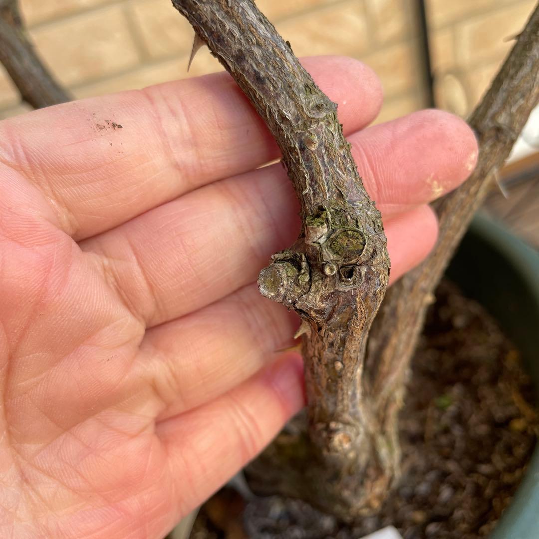 【ロアルドダール】　イングリッシュローズ　苗