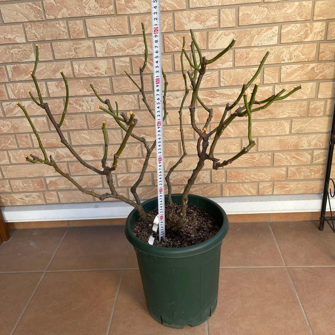 【ロアルドダール】　イングリッシュローズ　苗