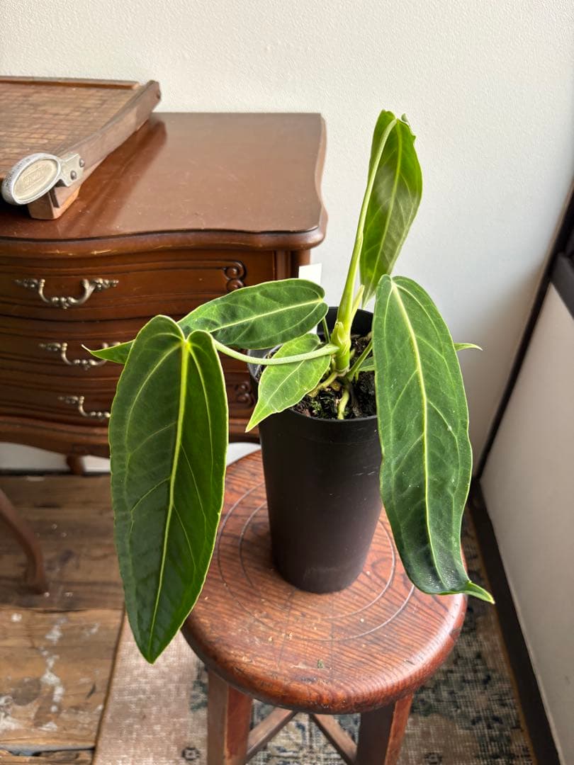 アンスリウム ワロクアナム 3号 ロングポット ④