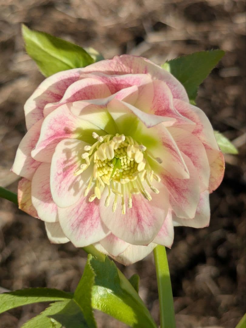 クリスマスローズ WS【オーレア系パステルピンクグラデーション】dd 堀切園