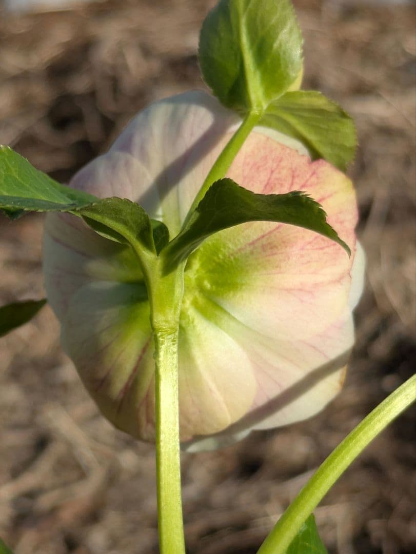 クリスマスローズ WS【オーレア系パステルピンクグラデーション】dd 堀切園