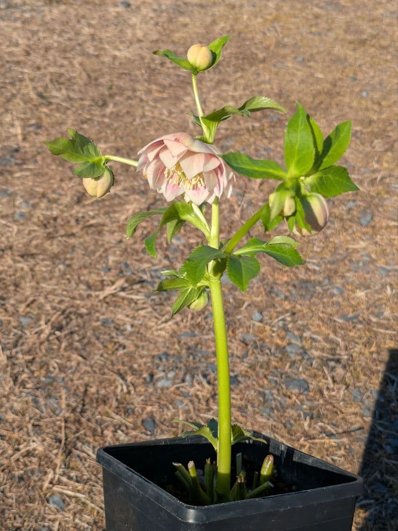 クリスマスローズ WS【オーレア系パステルピンクグラデーション】dd 堀切園