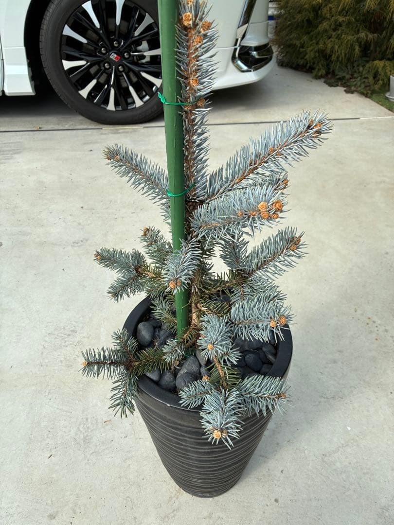 セピア　プンゲンスホプシー　苗