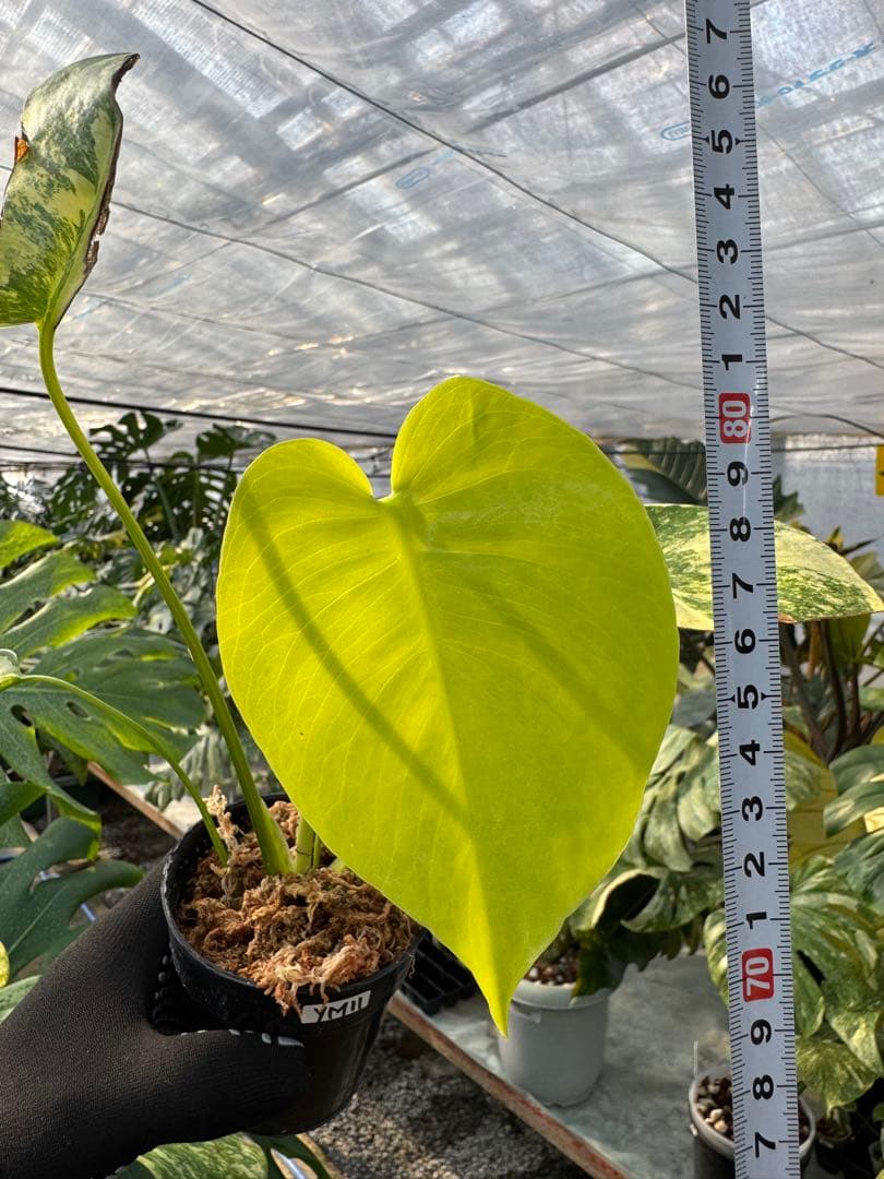 YM11 モンステラ　イエローマリリン　黄斑入り
