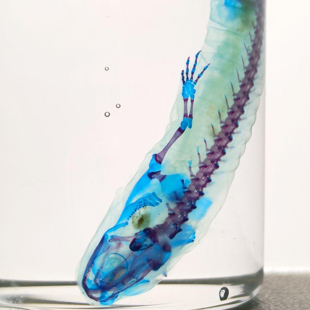 【1点物】極美品☆極希少 透明骨格標本 ハコネサンショウウオ 幼体 約50mm