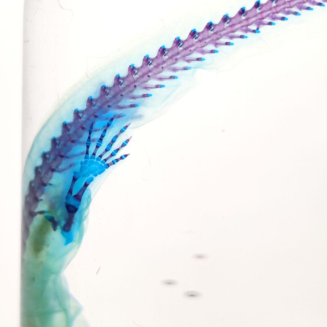 【1点物】極美品☆極希少 透明骨格標本 ハコネサンショウウオ 幼体 約50mm