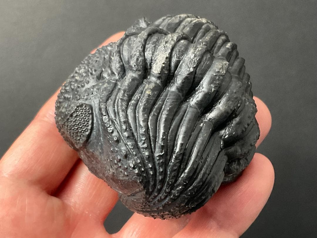 ドロトプス・メガロマニクス [PH59] 三葉虫 化石