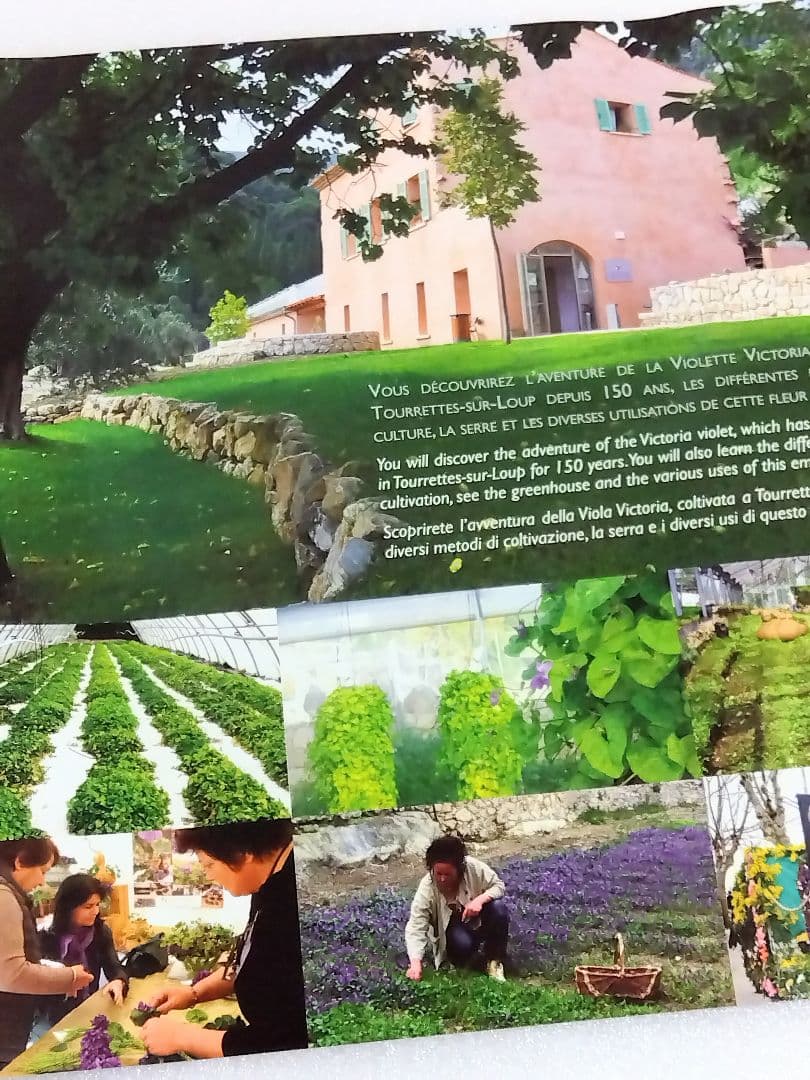 〈未開封品〉フランス スミレ博物館 エプロン＋博物館パンフレット