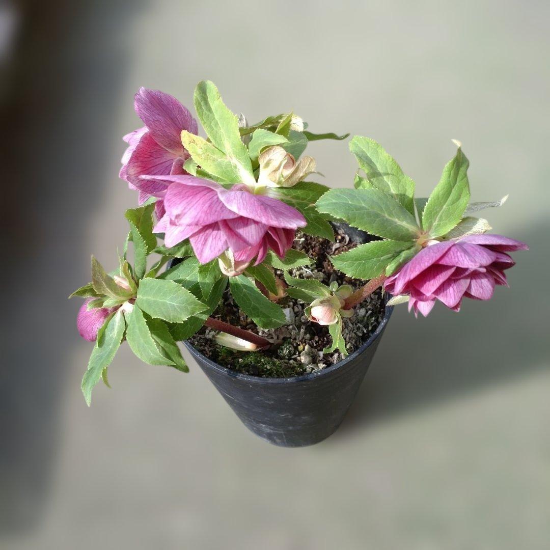 認定ソレイユ✨広瀬園芸✨ダブル✨クリスマスローズ✨ピンク〜レッド✨美しい