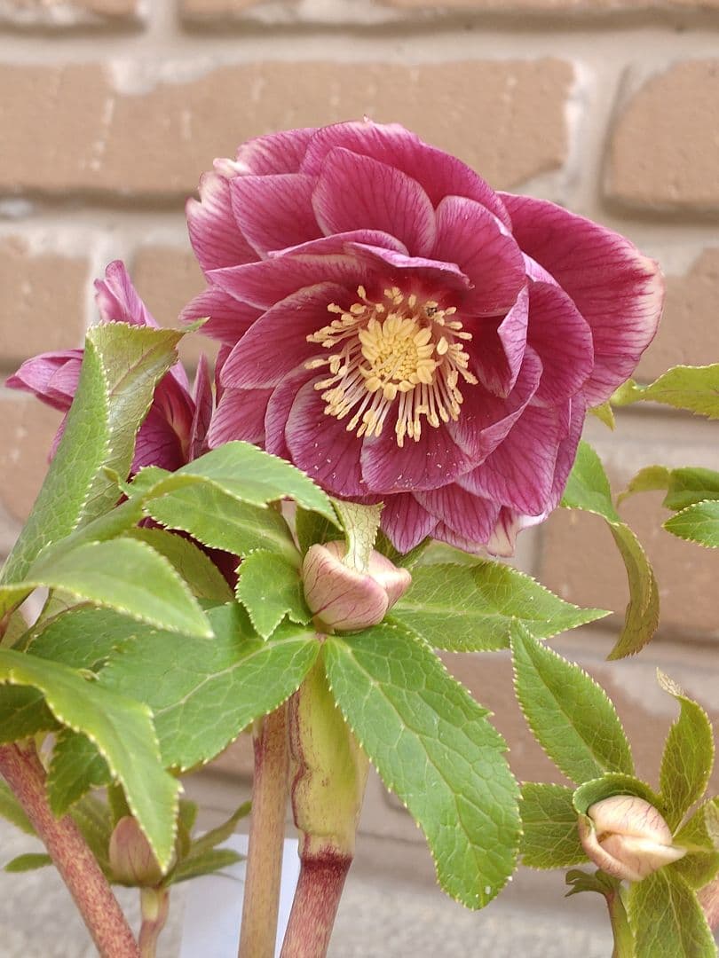 認定ソレイユ✨広瀬園芸✨ダブル✨クリスマスローズ✨ピンク〜レッド✨美しい