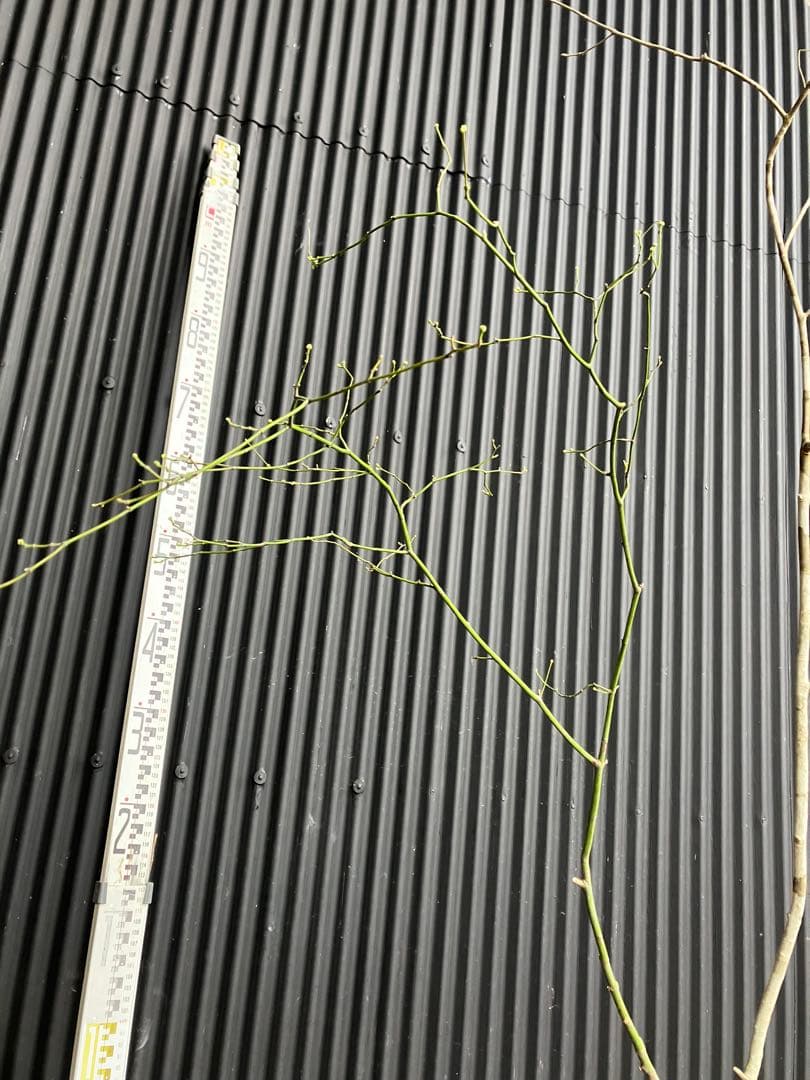 くまま 山採り　アオダモ　コハウチワカエデ　混合株