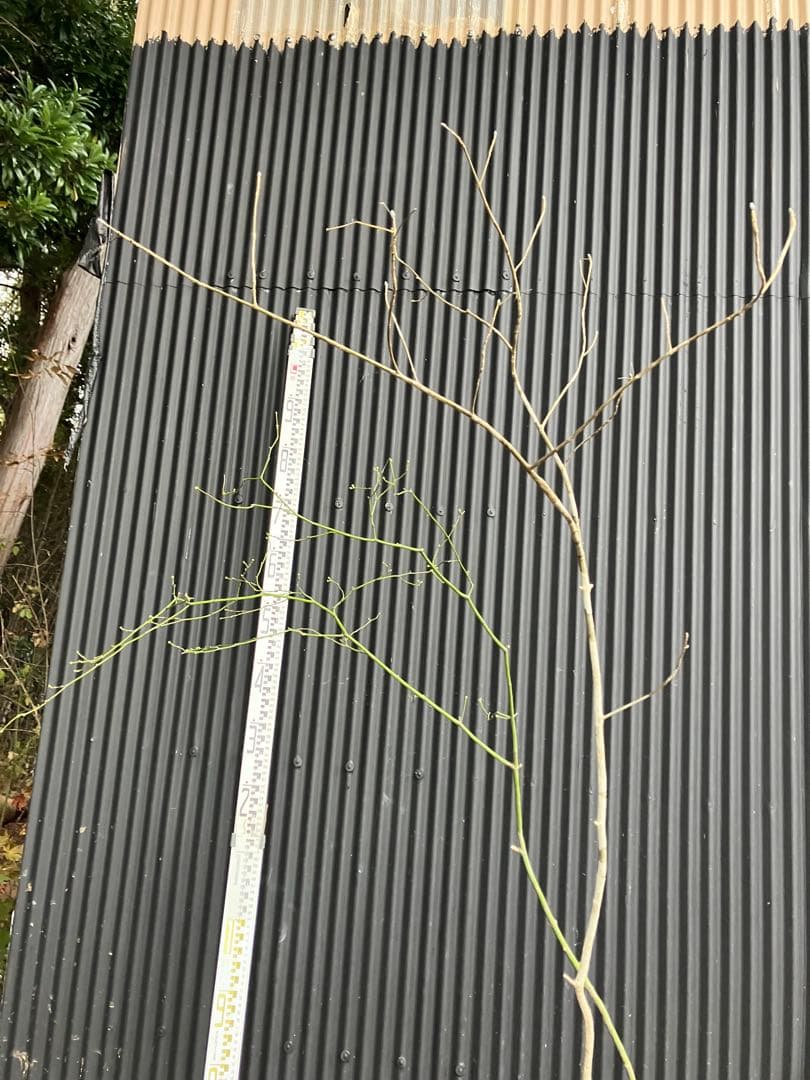 くまま 山採り　アオダモ　コハウチワカエデ　混合株