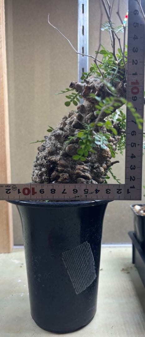 オペルクリカリアパキプス　現地　現地球　発根済み