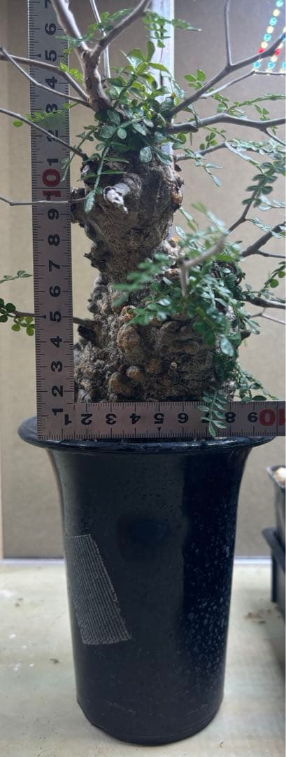 オペルクリカリアパキプス　現地　現地球　発根済み