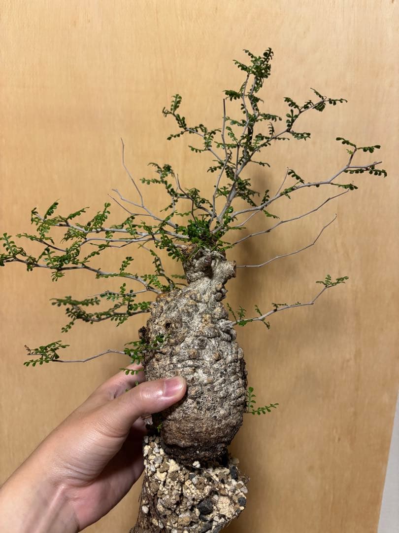 オペルクリカリアパキプス　現地　現地球　発根済み