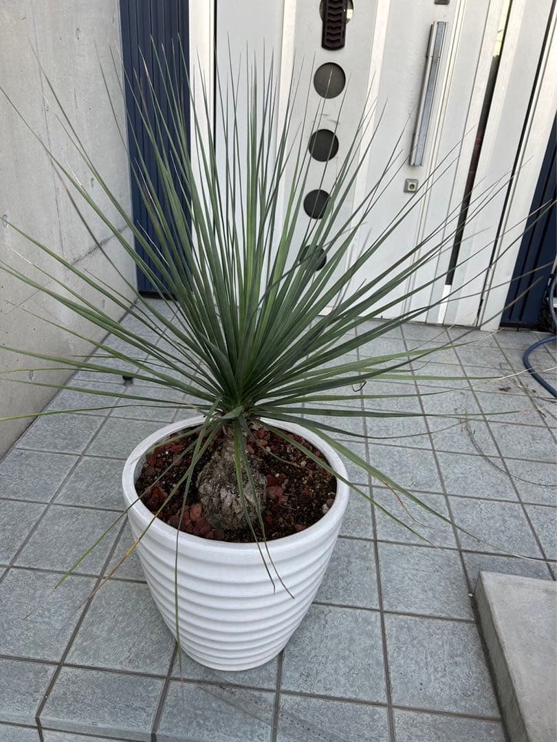 ボーカルネアグラキリス　大株　発根済