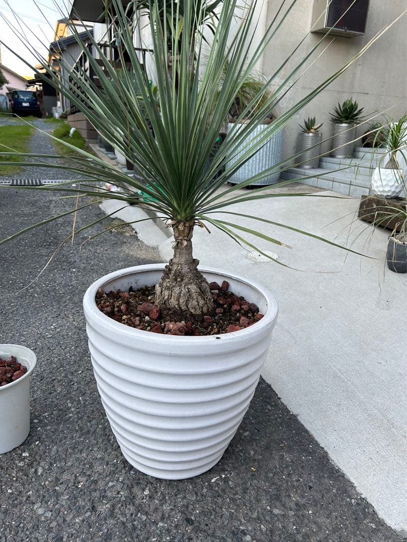 ボーカルネアグラキリス　大株　発根済