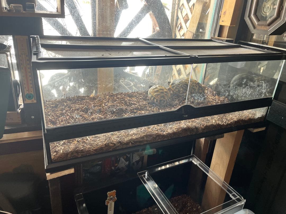 GEXエキゾテラグラステラリウム90、爬虫類ケージ、リクガメ飼育ケージ