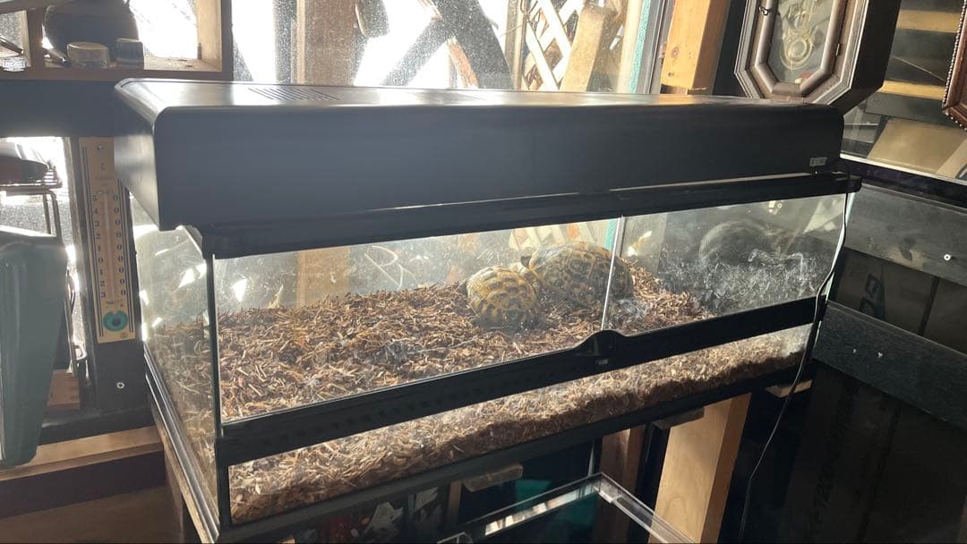 GEXエキゾテラグラステラリウム90、爬虫類ケージ、リクガメ飼育ケージ