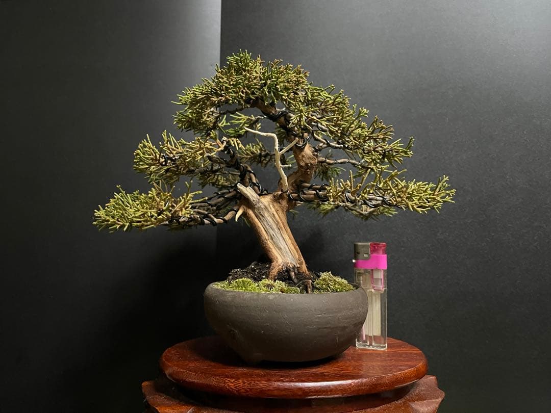 真柏盆栽　糸魚川真柏　古木　太幹　捻転シャリ幹　小品盆栽　樹高17cm