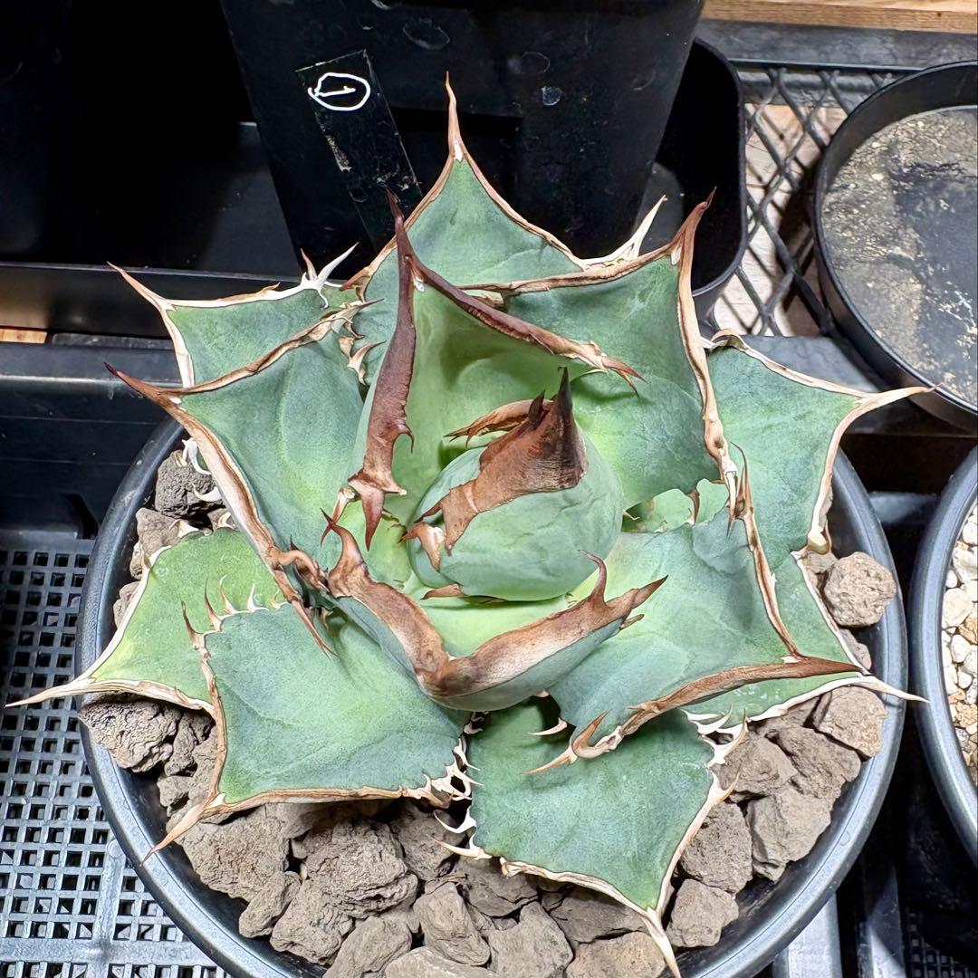 アガベ メキシコ産種子　オテロイ　実生