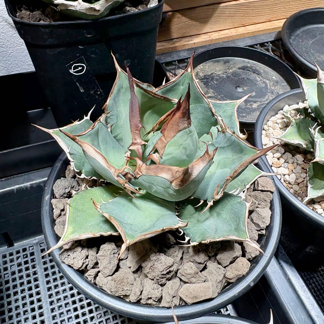 アガベ メキシコ産種子　オテロイ　実生