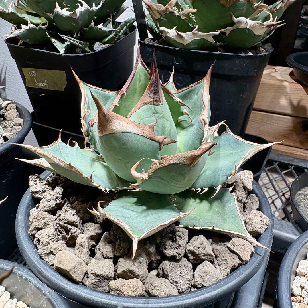 アガベ メキシコ産種子　オテロイ　実生