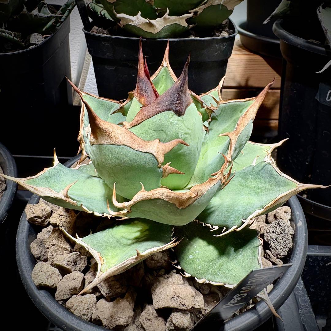 アガベ メキシコ産種子　オテロイ　実生