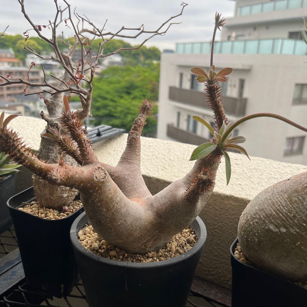 パキポディウム マカイエンセ