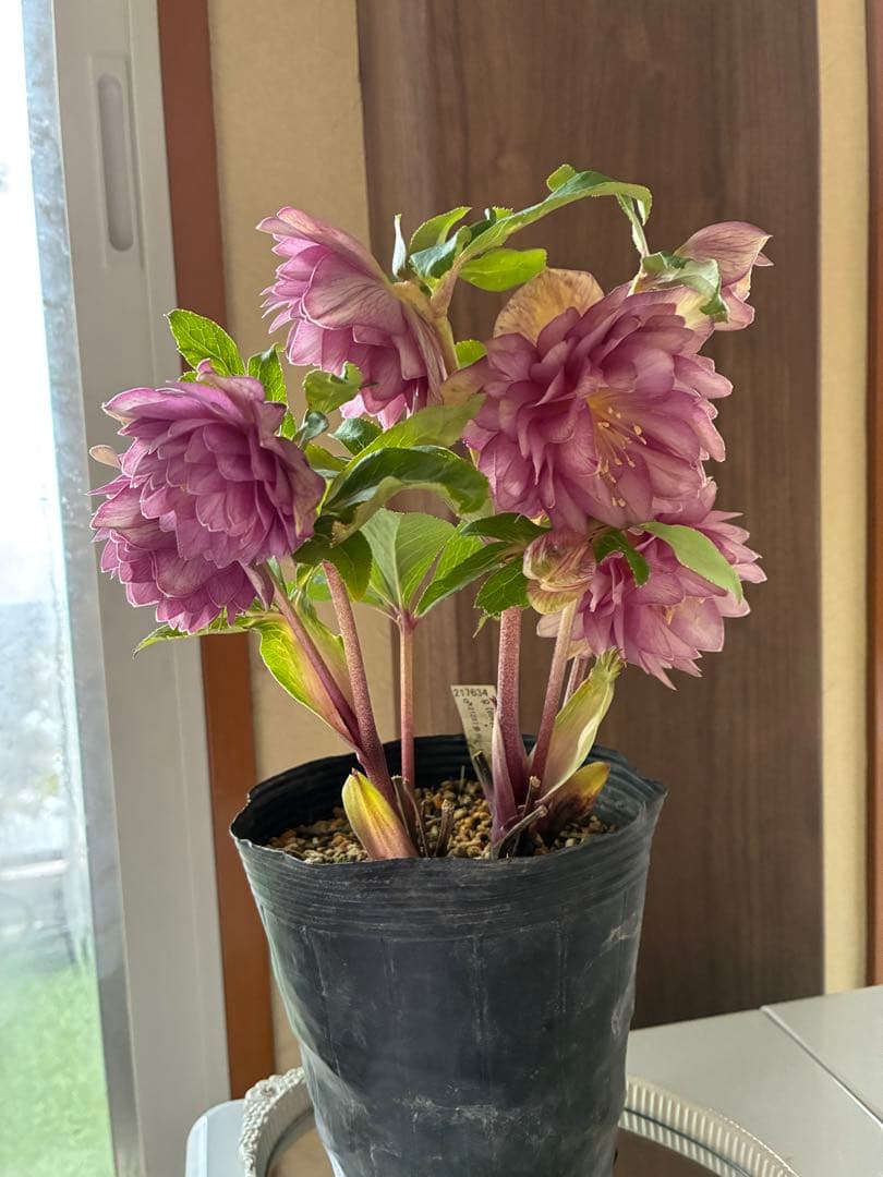 ♡加藤農園♡豪華ボリュームDDピンク白抜け横向き