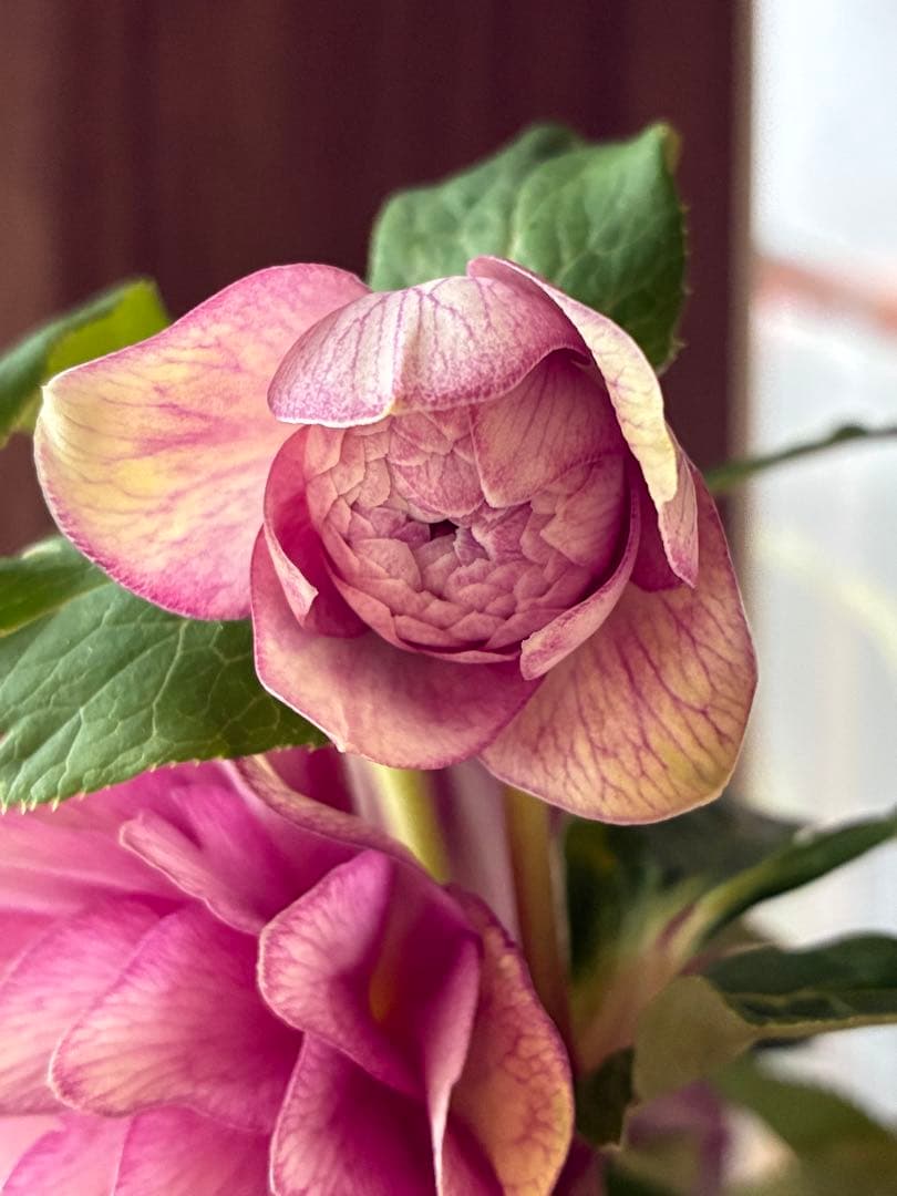 ♡加藤農園♡豪華ボリュームDDピンク白抜け横向き