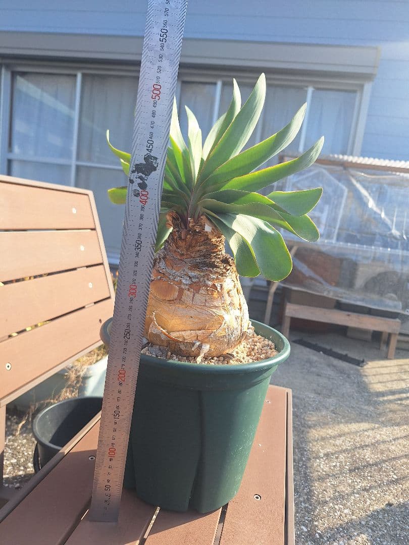 ブーファン　ハエマンソイデス