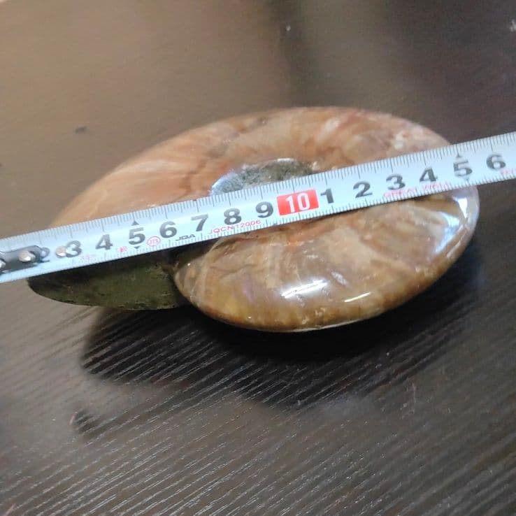 超大型マダガスカル産 アンモナイト化石