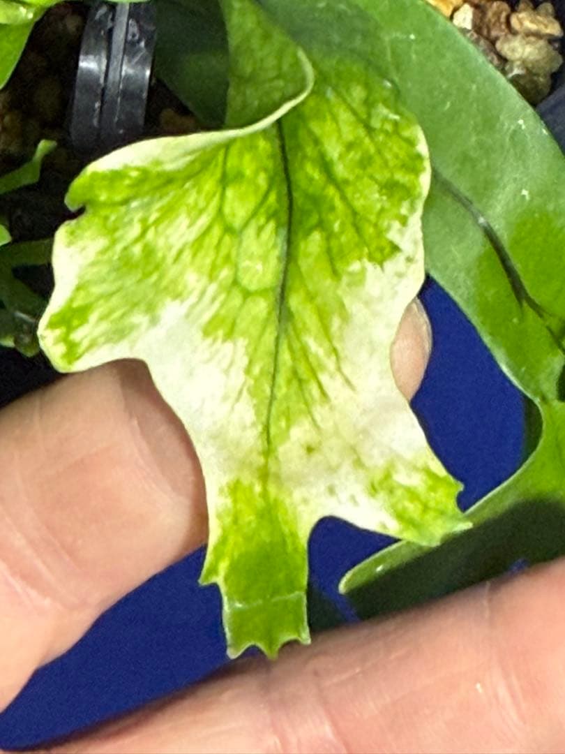 17 Microsorum sp.variegated 斑入りミクロソリュウム