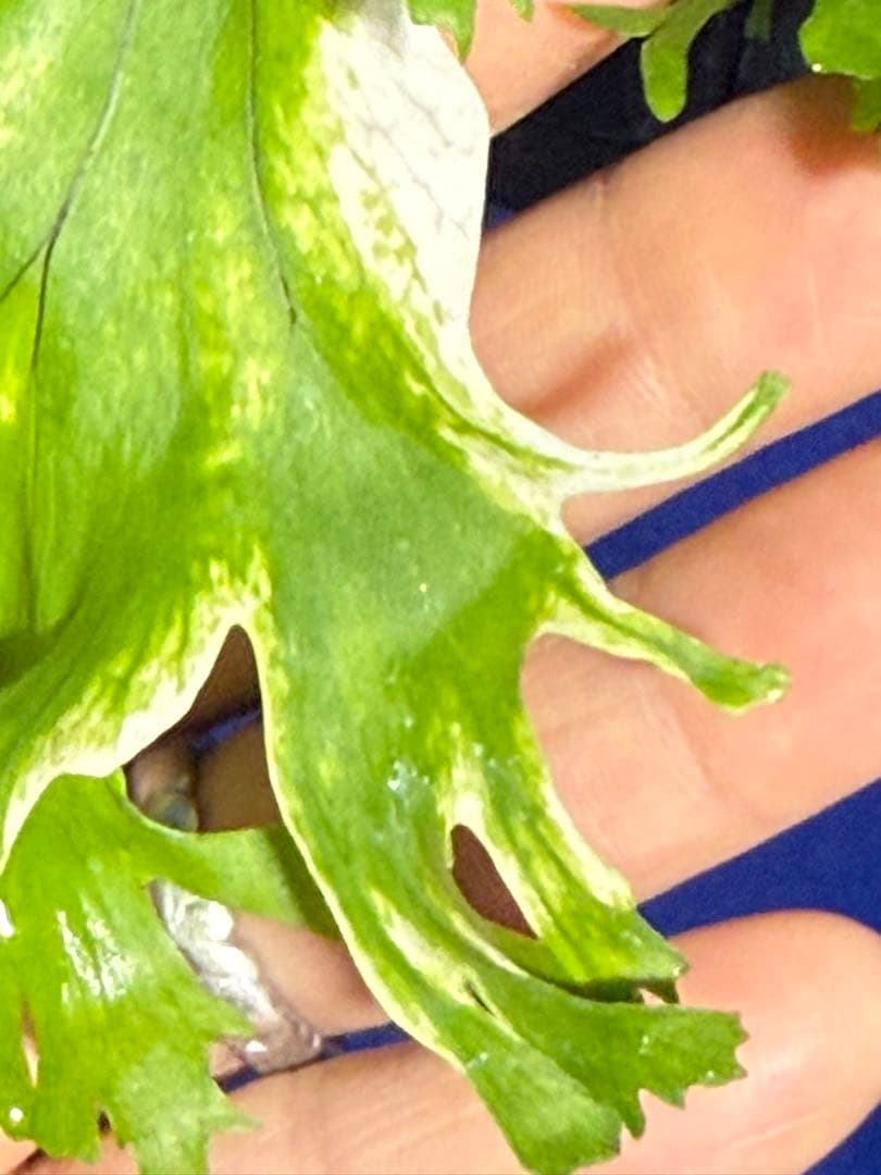 17 Microsorum sp.variegated 斑入りミクロソリュウム