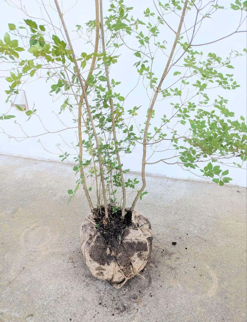 山採りドウダンツツジ。