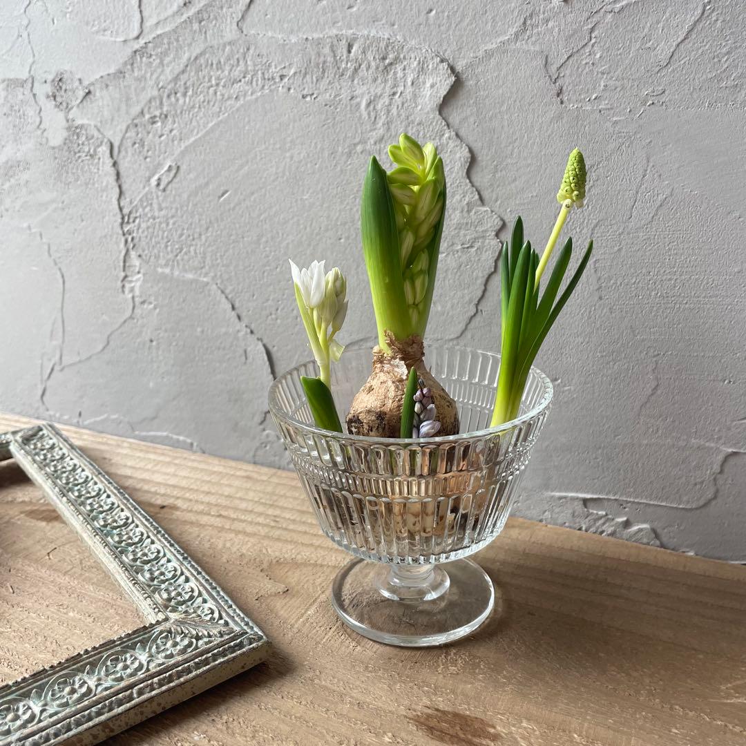 水耕栽培芽出し球根ホワイト４種セット