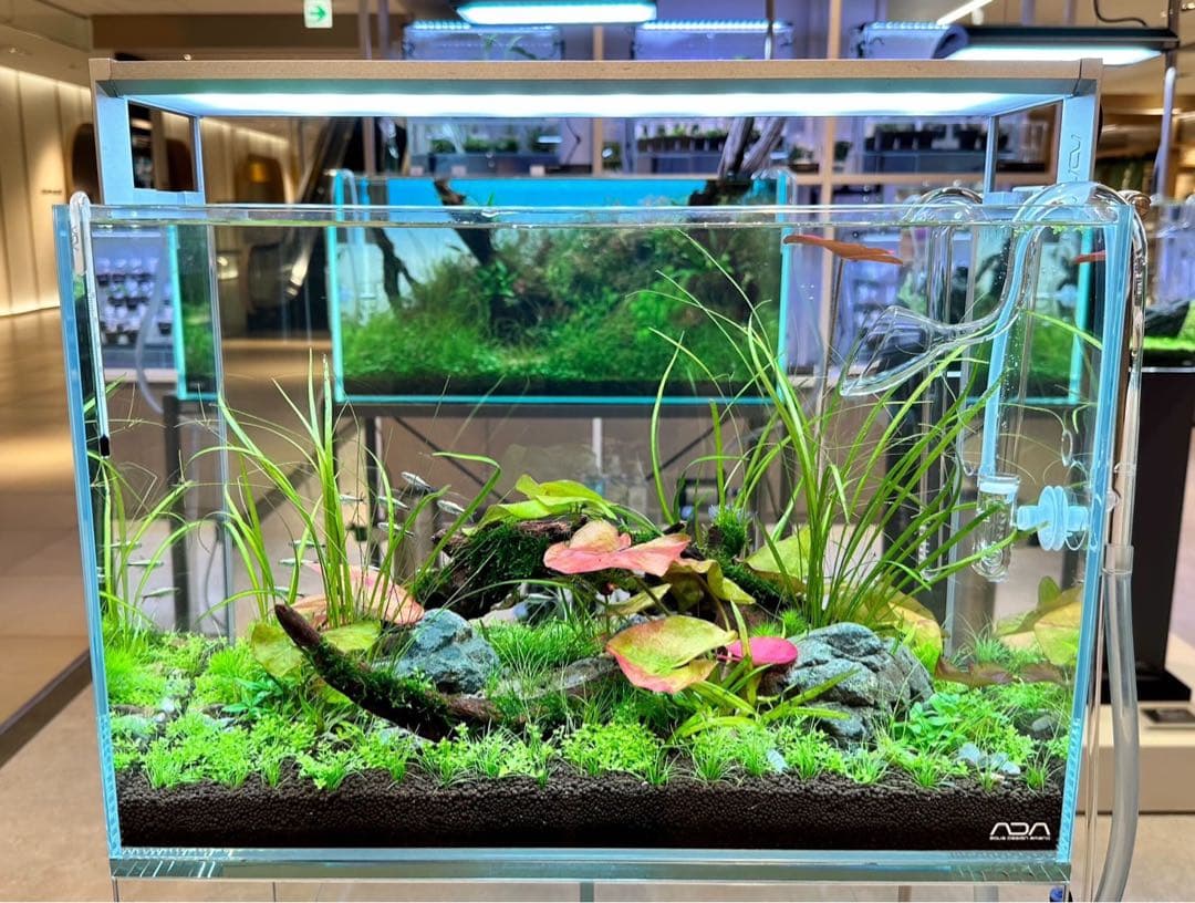 2/10まで！[ADA制作品] ADA アクアリウム 水槽 45cm セット