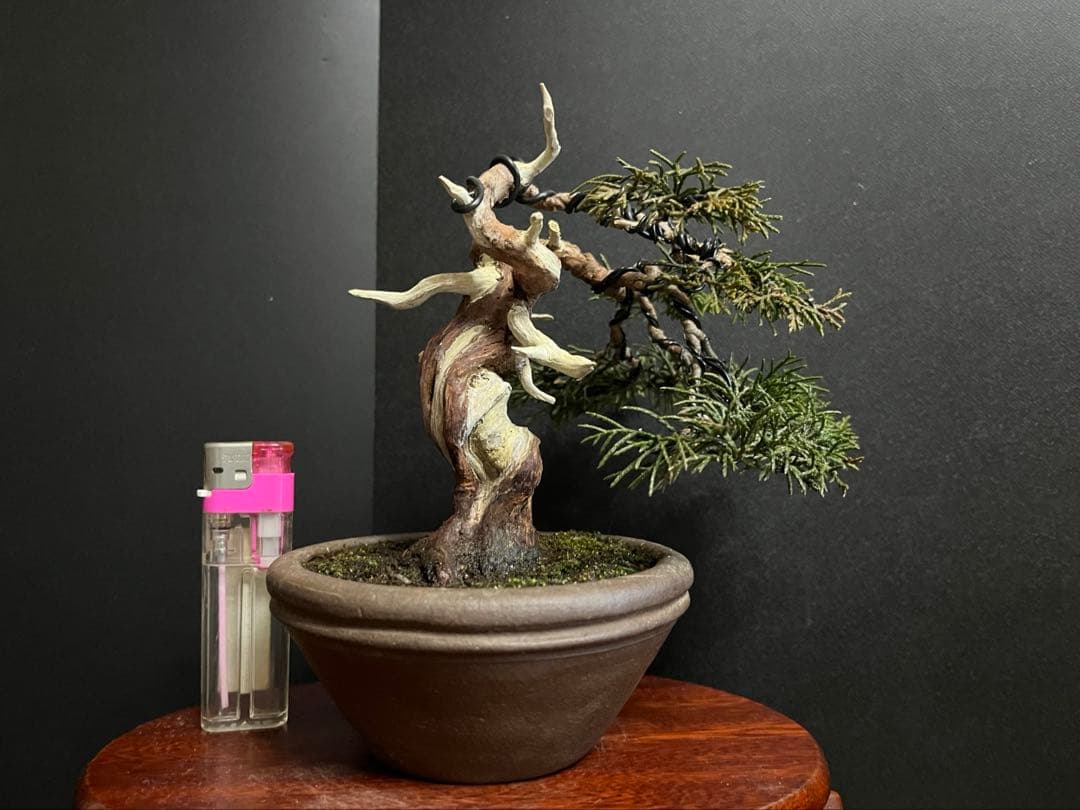 真柏盆栽　糸魚川真柏　古木　捻転シャリ　小品盆栽ミニ盆栽 樹高12cm 喜仙鉢