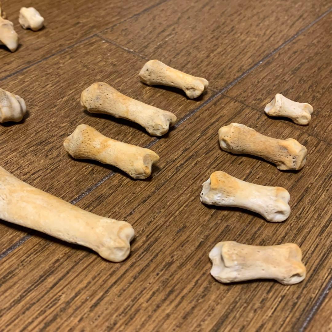 アザラシの腕の骨セット