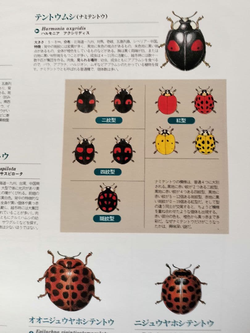 BE-PAL ビーパル カレンダー 新品未使用 1994年 ヴィンテージ