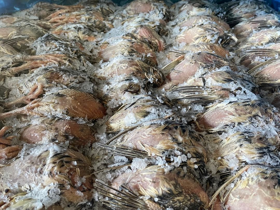 冷凍　親うずら　未処理100羽入　 数量限定 残２個