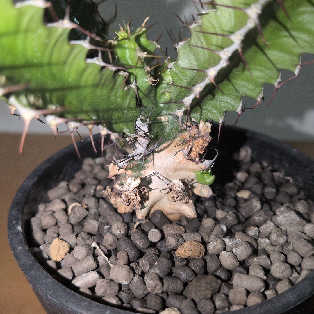 ユーフォルビア　ムランジーナ　実生株 （鉢付き)