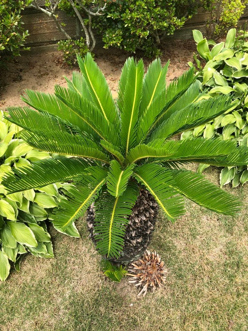 ソテツ 極太蘇鉄 子株付き