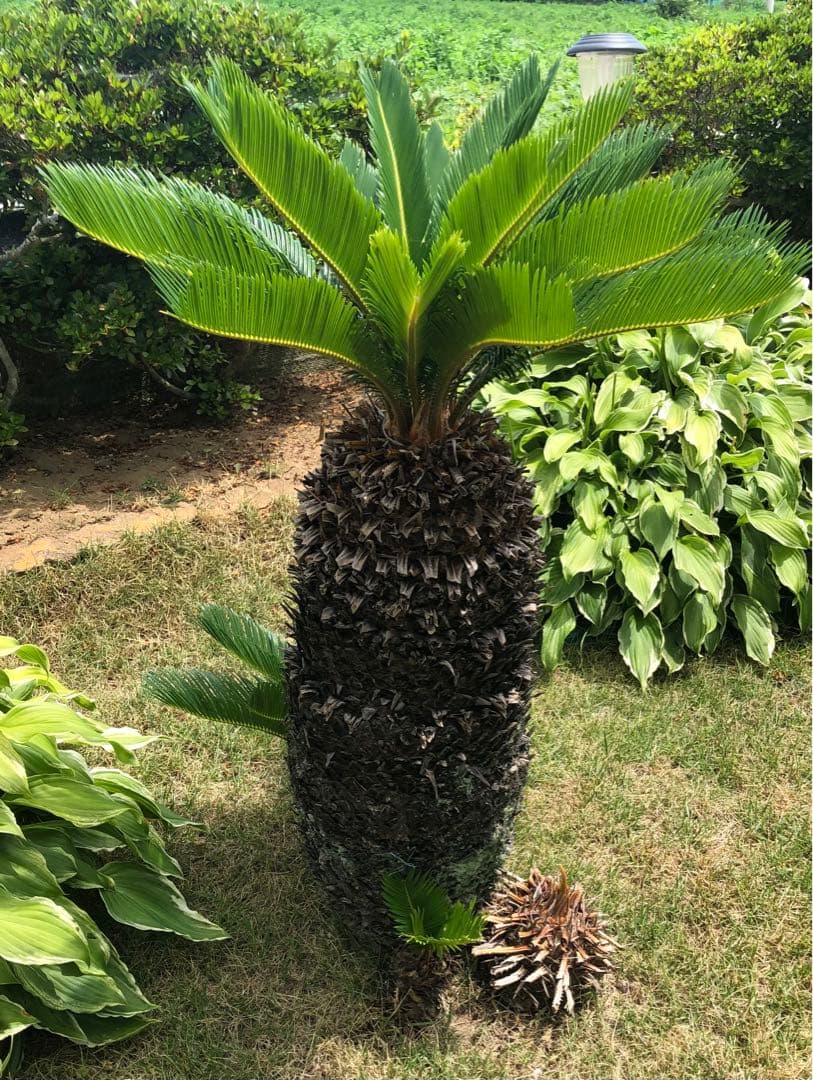 ソテツ 極太蘇鉄 子株付き