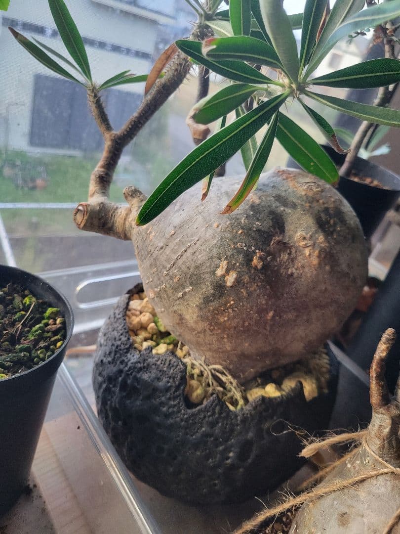 よんちゃん様せパキポディウム・グラキリス　国内管理4年目冬越良好　鉢込日曜発送