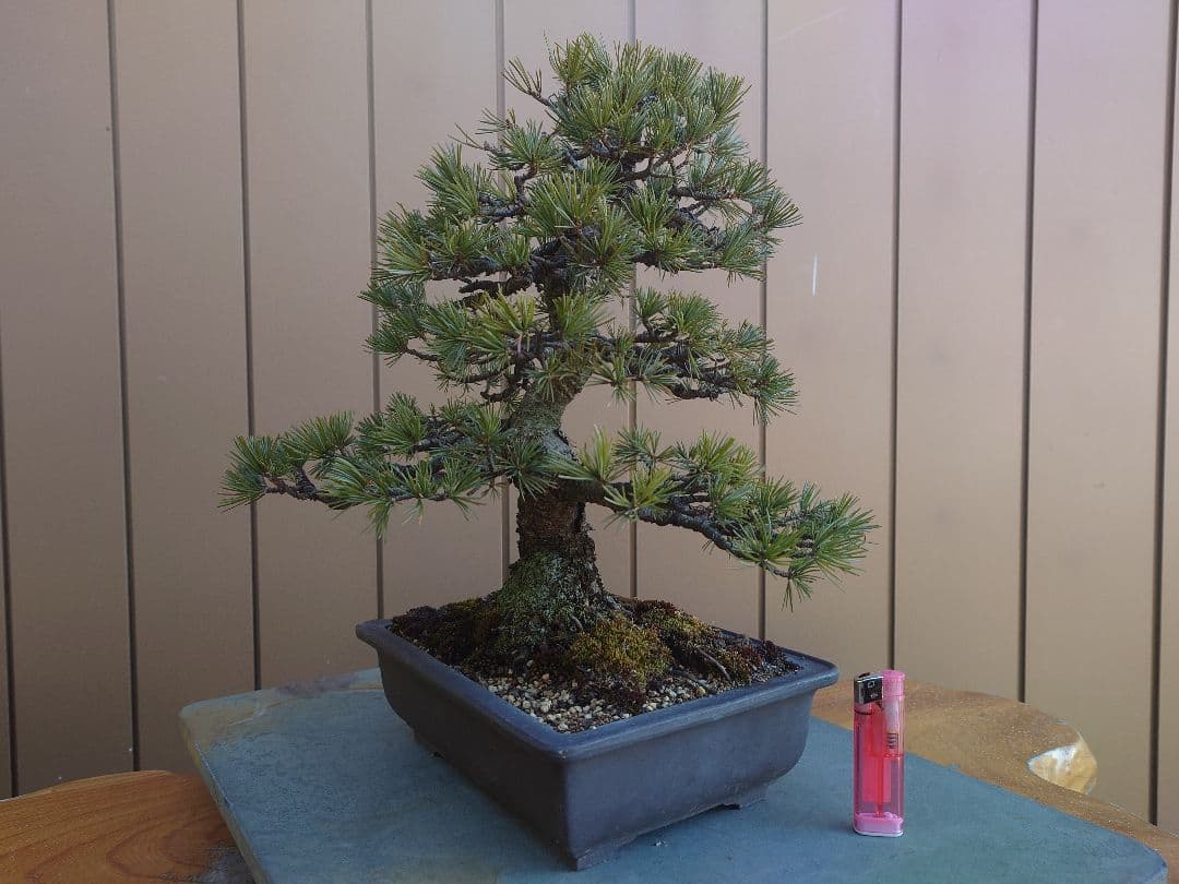 盆栽　五葉松　樹高35cm