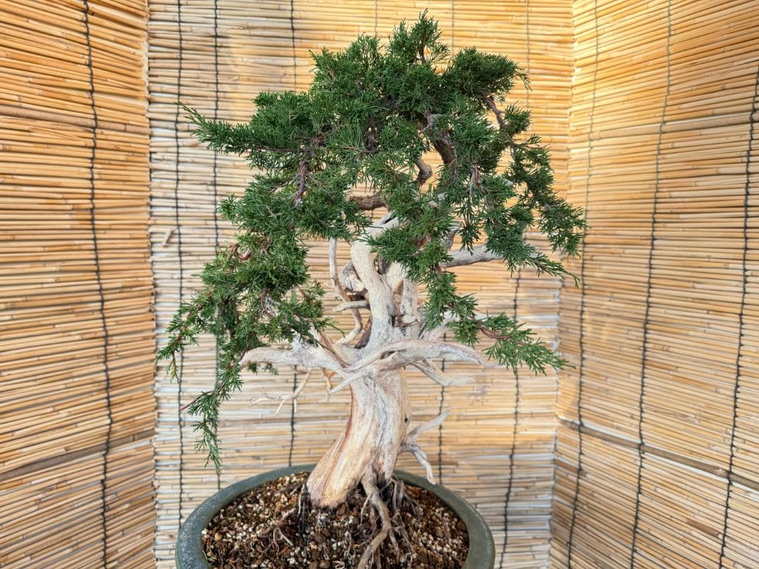 ★大特価！早い者勝！人気・糸魚川真柏、太幹・シャリ・ジン！シンパク