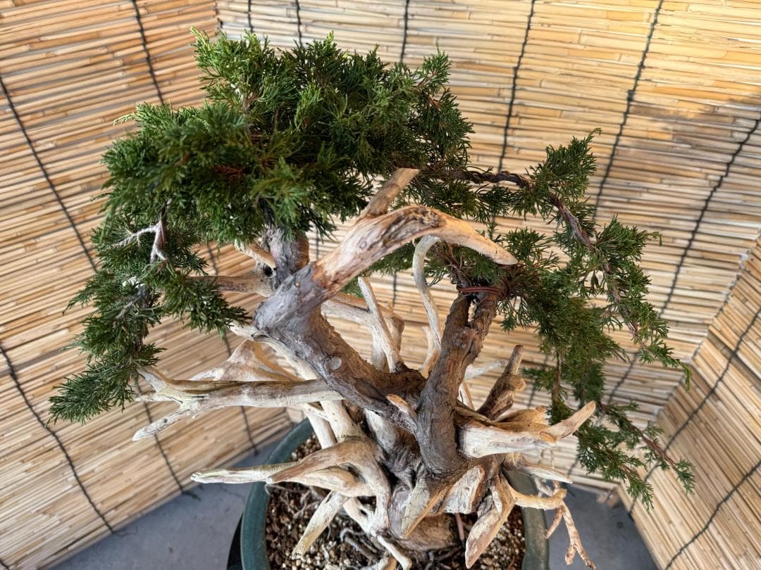 ★大特価！早い者勝！人気・糸魚川真柏、太幹・シャリ・ジン！シンパク